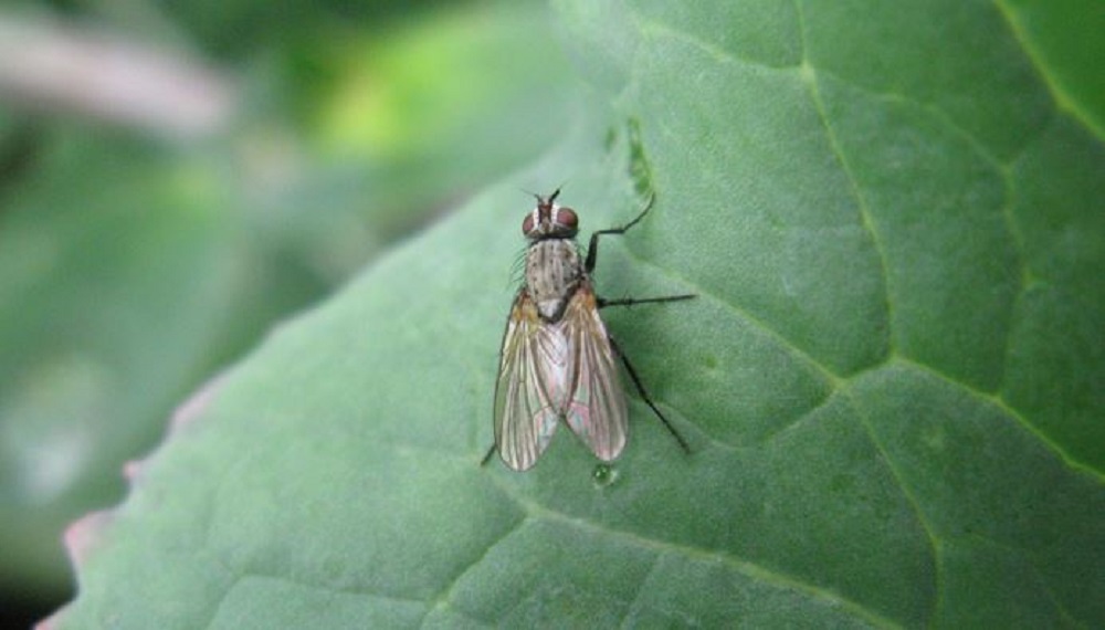 Cabbage root fly adult